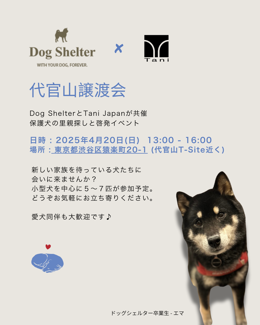 Tani x Dog Shelter 🐶 代官山ストアで保護犬の譲渡会を開催 4月20日 Tani x Dog Shelter 🐶 代官山ストアで保護犬の譲渡会を開催 4月20日